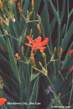 Blackberry Lily, She-Gan