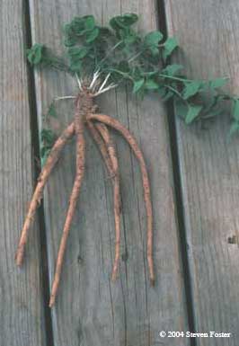 Codonopsis root