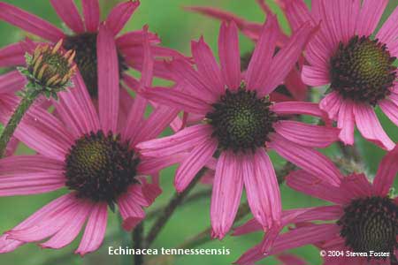 Echinacea tennesseensis