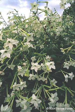 Nicotiana alata