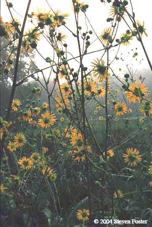 Prairie Dock