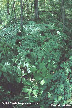 Wild Cimicifuga racemosa